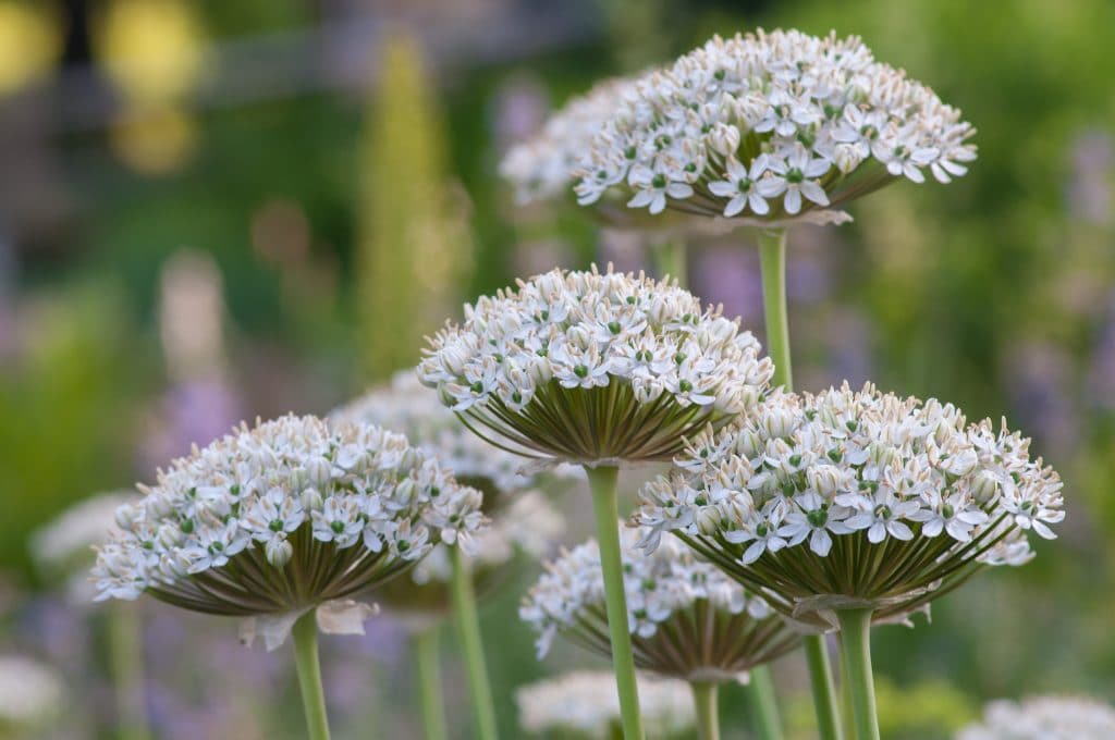 Hemispheres of white flowers on slender stems, Allium Nigrum from Colorblends.