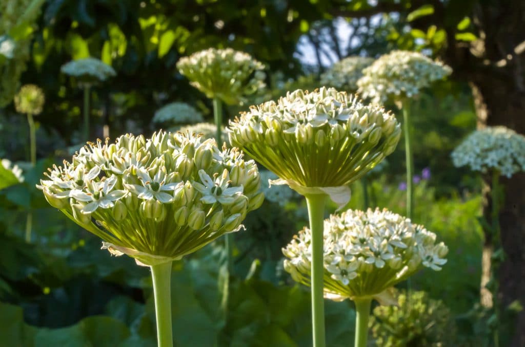 Hemispheres of white flowers on slender stems, Allium Nigrum from Colorblends.