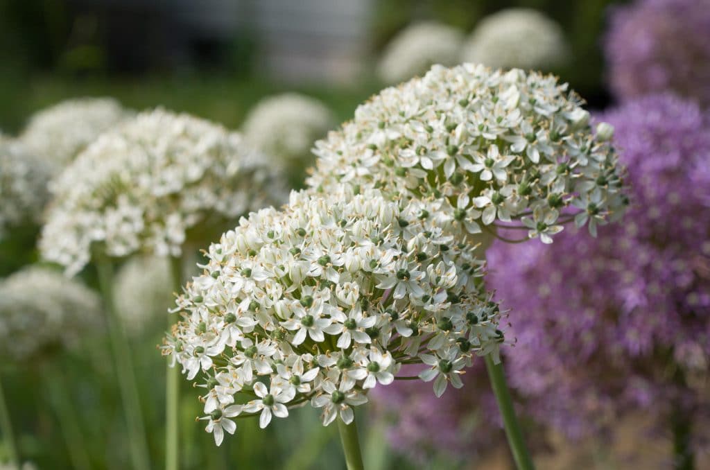 Hemispheres of white flowers on slender stems, Allium Nigrum from Colorblends.