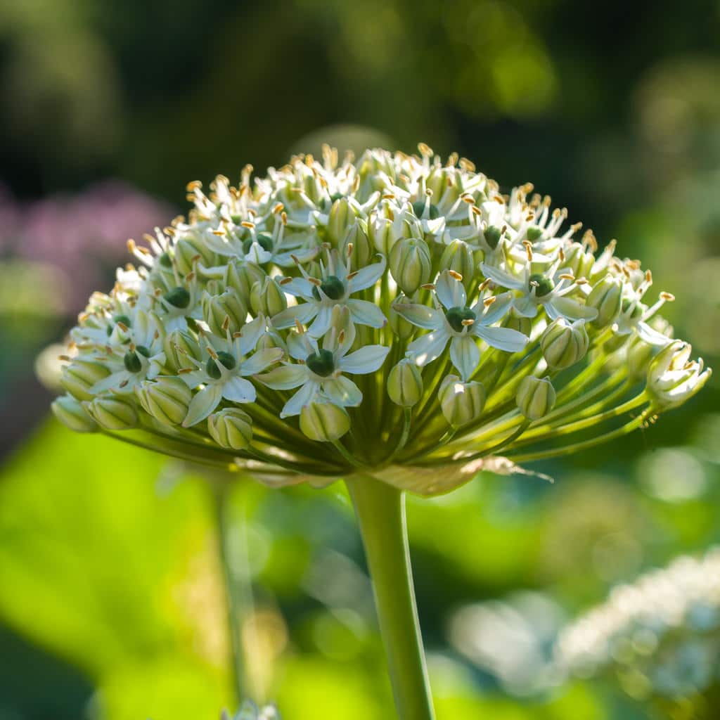 A hemisphere of white flowers on a slender stem, Allium Nigrum from Colorblends.