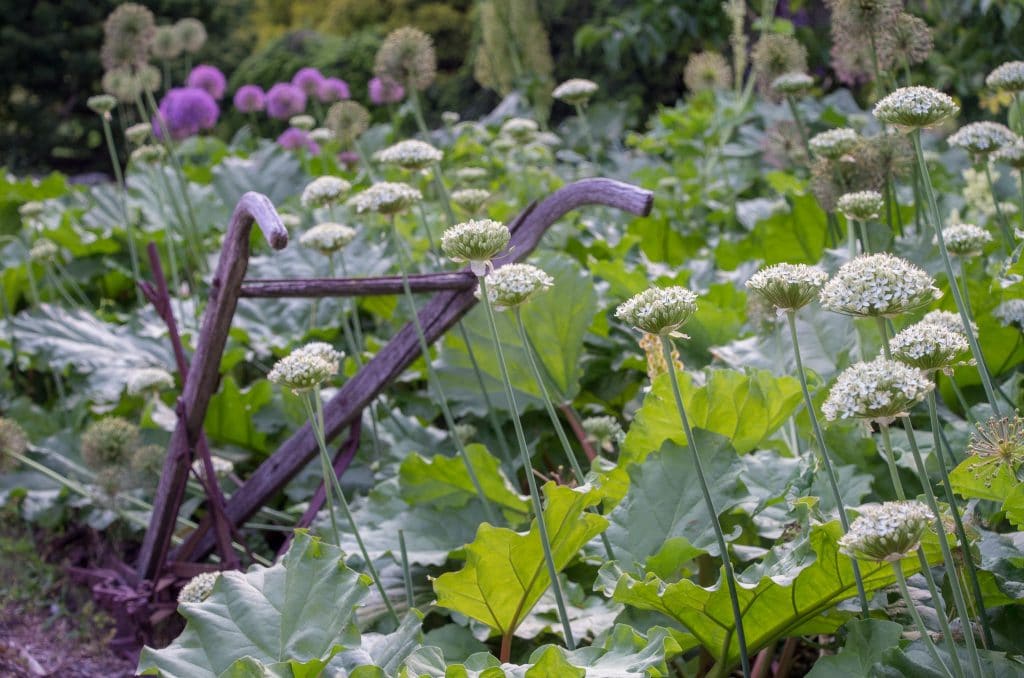Hemispheres of white flowers on slender stems, Allium Nigrum from Colorblends, growing with rhubarb and an antique plow.