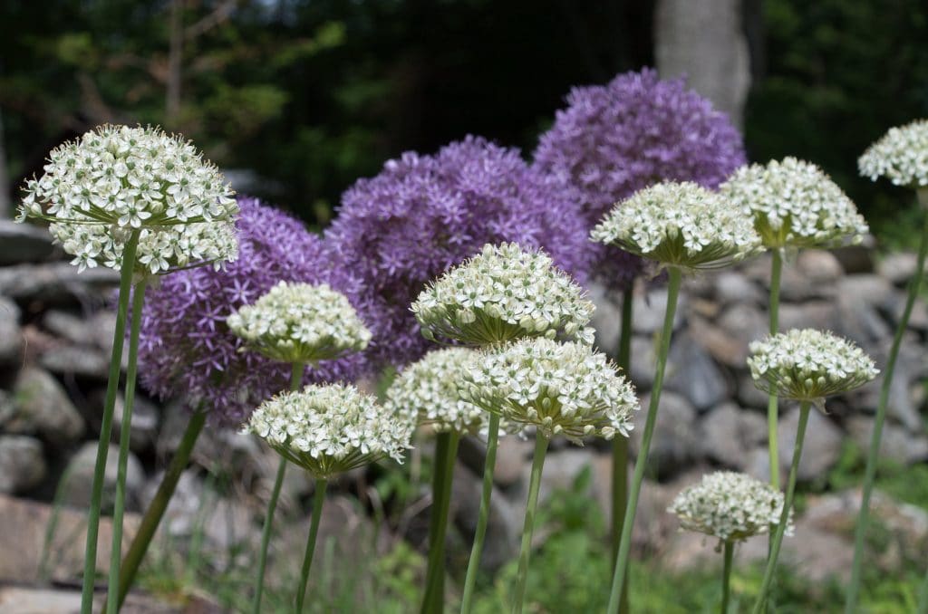 Hemispheres of white flowers on slender stems, Allium Nigrum from Colorblends, with purple globe alliums.