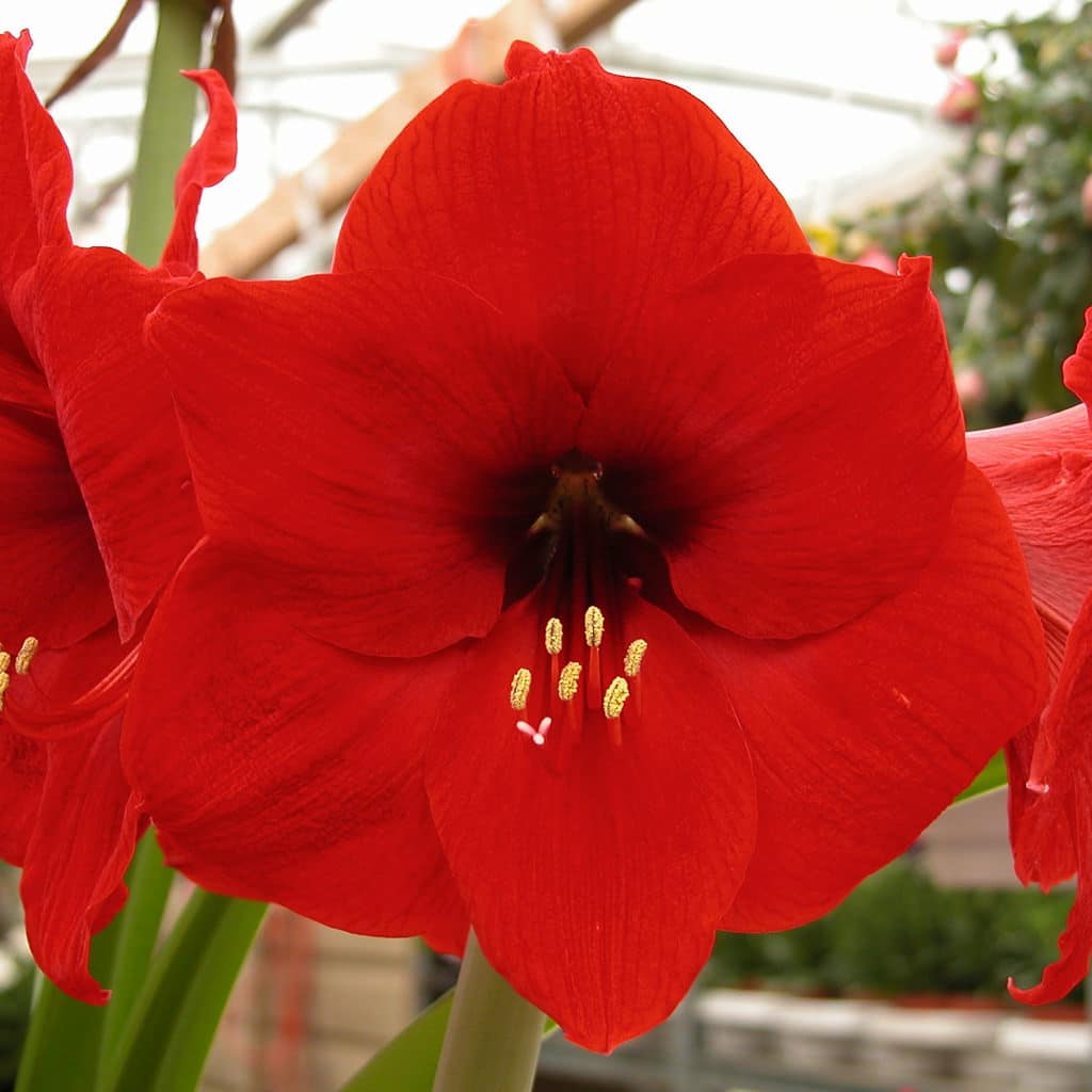 Red Lion Amaryllis Bulbs Colorblends