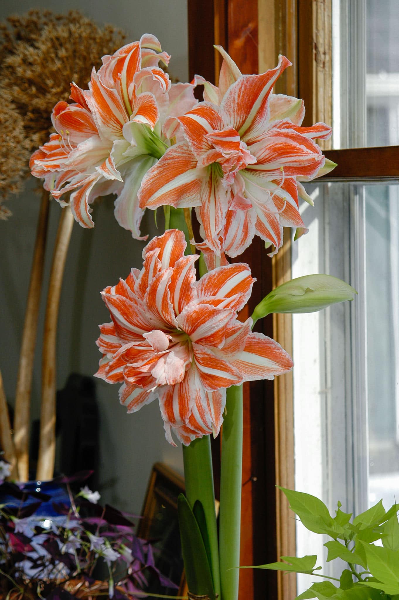Dancing Queen Amaryllis Bulbs | Wholesale Pricing | Colorblends®