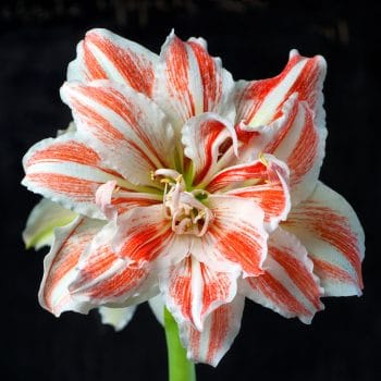 Dancing Queen Amaryllis from Colorblends