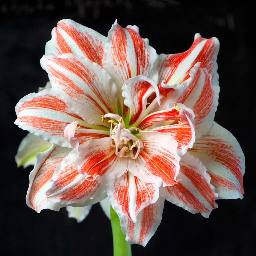 Dancing Queen Amaryllis from Colorblends