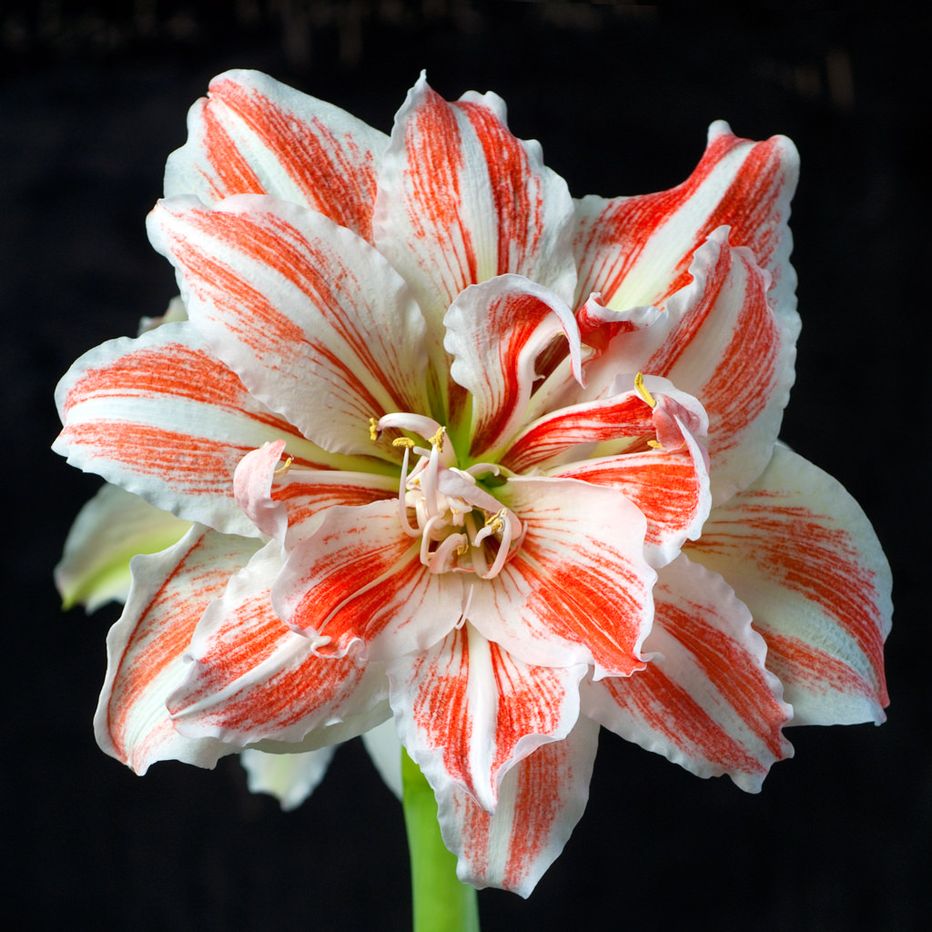 Dancing Queen Amaryllis Bulbs Colorblends