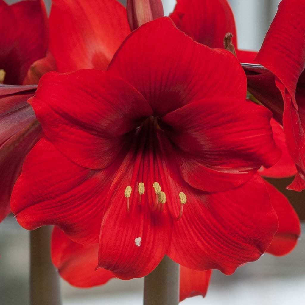 Rapido Amaryllis Bulbs Colorblends