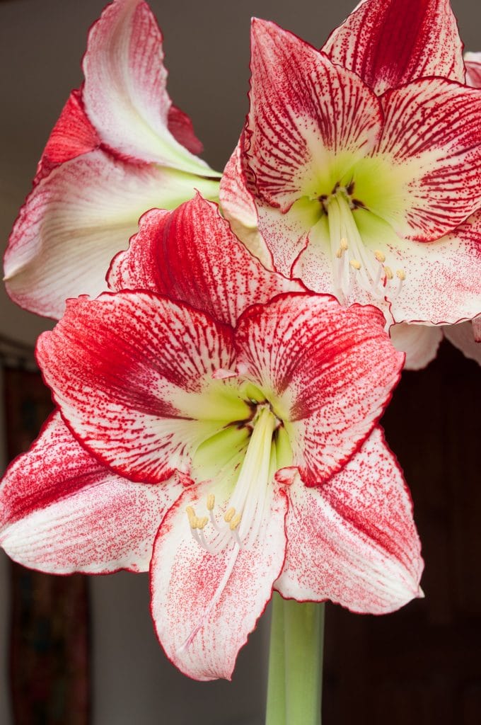 Flamenco Queen Amaryllis close-up on flowers.