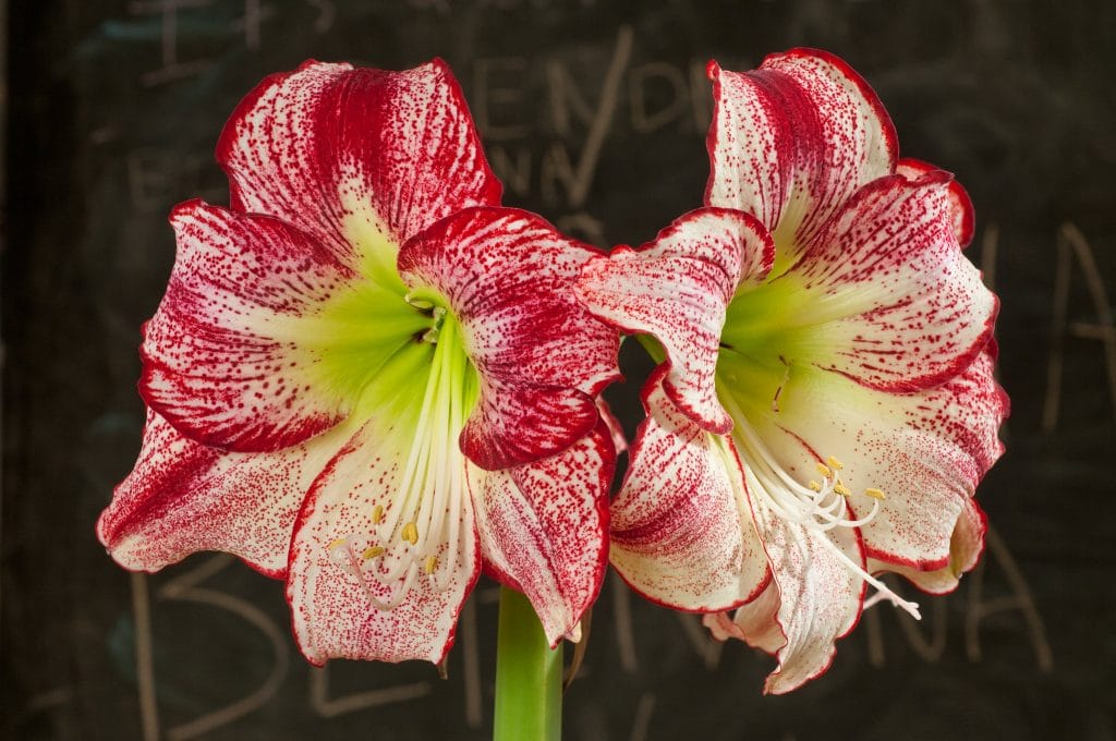 Flamenco Queen Amaryllis close-up on flowers.