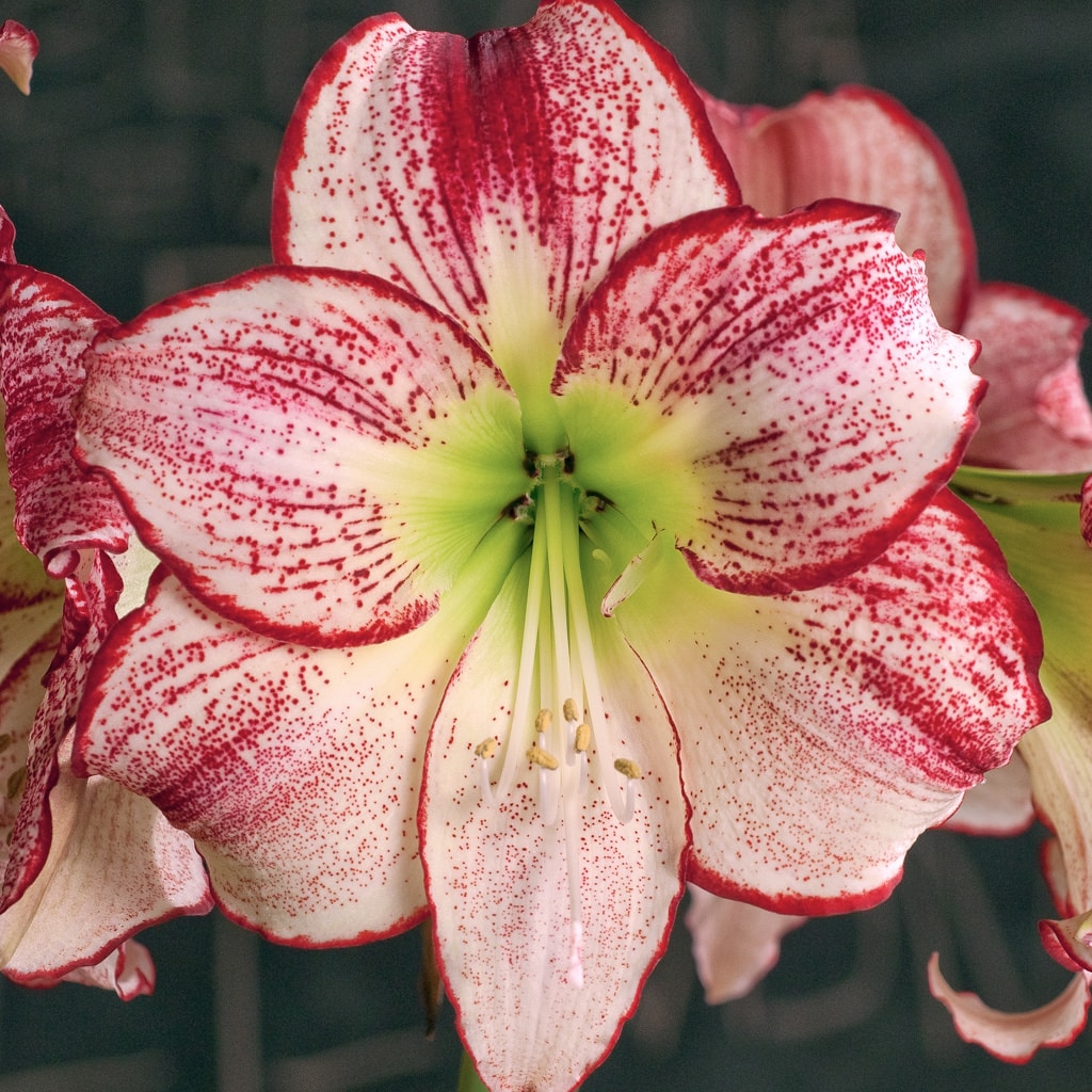 Flamenco Queen Amaryllis Bulbs Colorblends