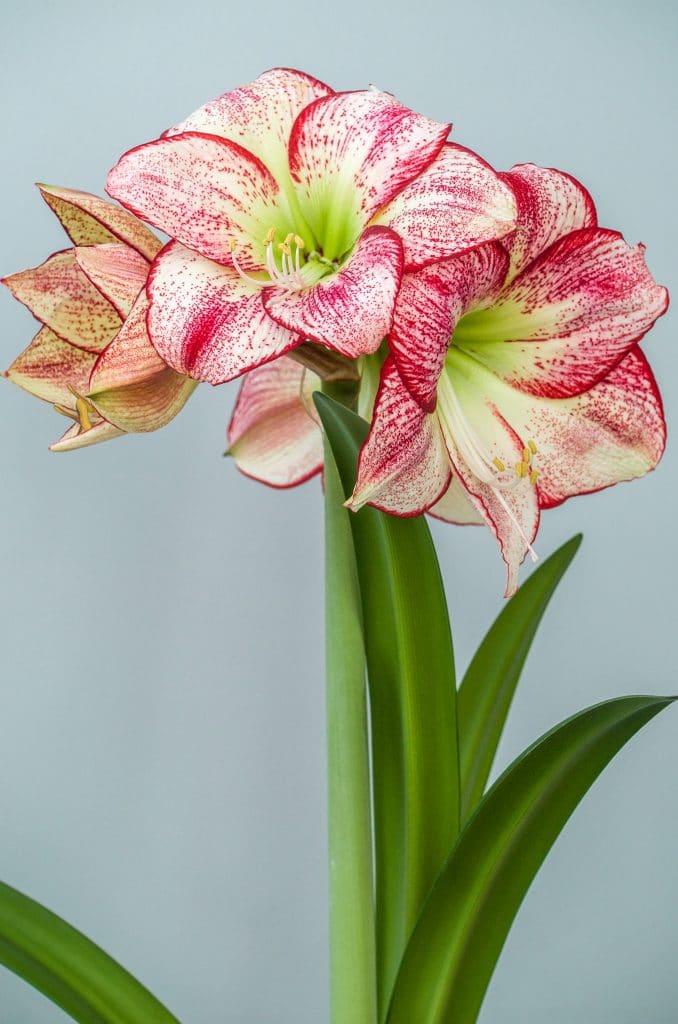 Flamenco Queen Amaryllis.