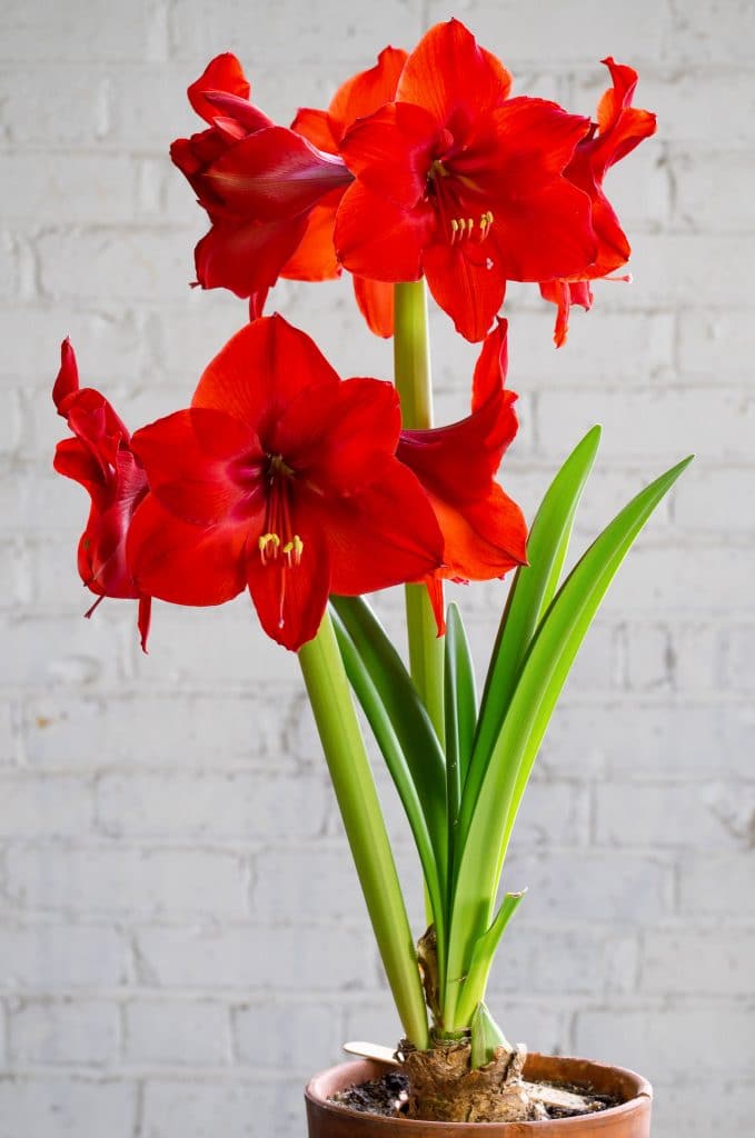 Amaryllis Garden Planter delivered in Lexington, KY