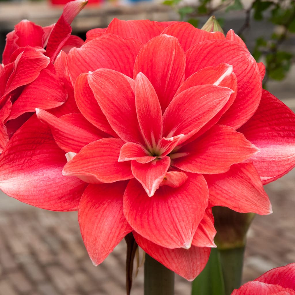 pink amaryllis Double Dream from Colorblends.