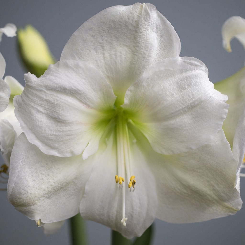 Moscow Amaryllis Bulbs Colorblends