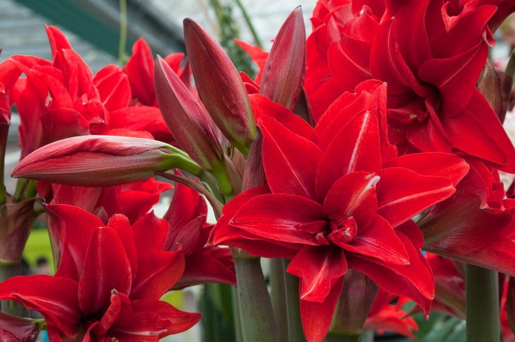 do amaryllis bulbs bloom again