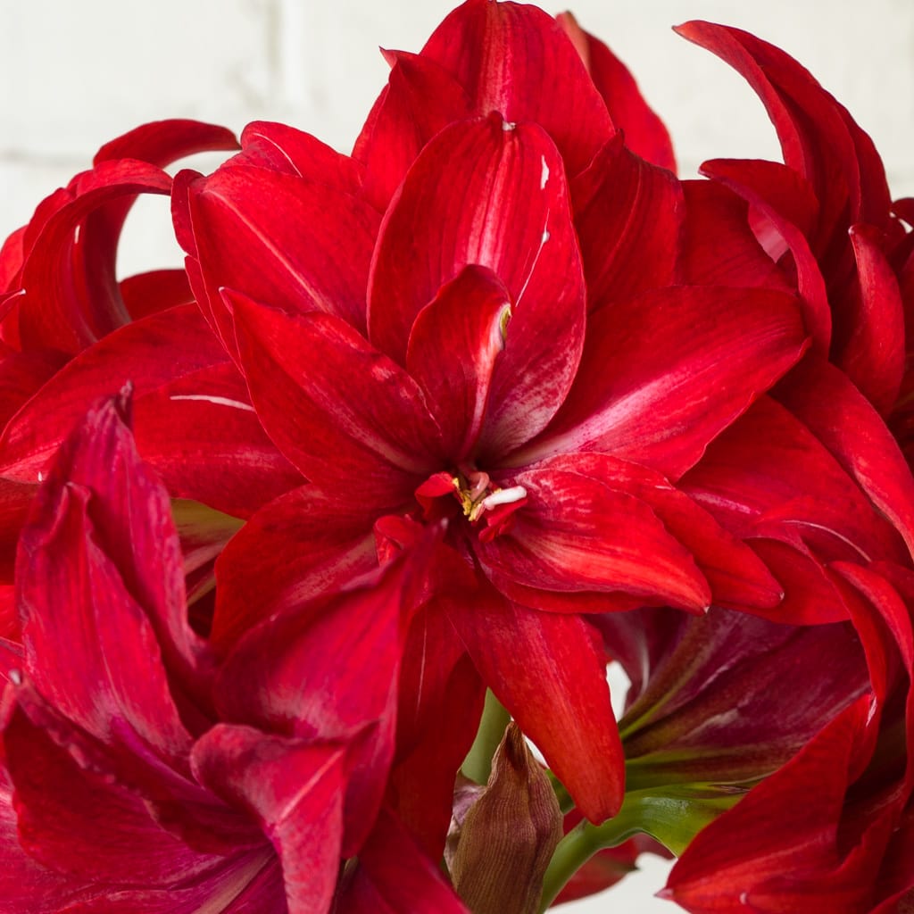Double Delicious Amaryllis Bulbs Colorblends