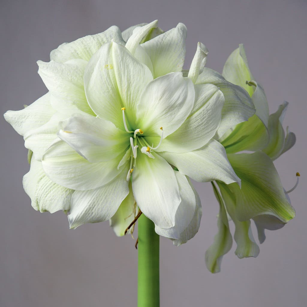 Marilyn Amaryllis Bulbs Colorblends