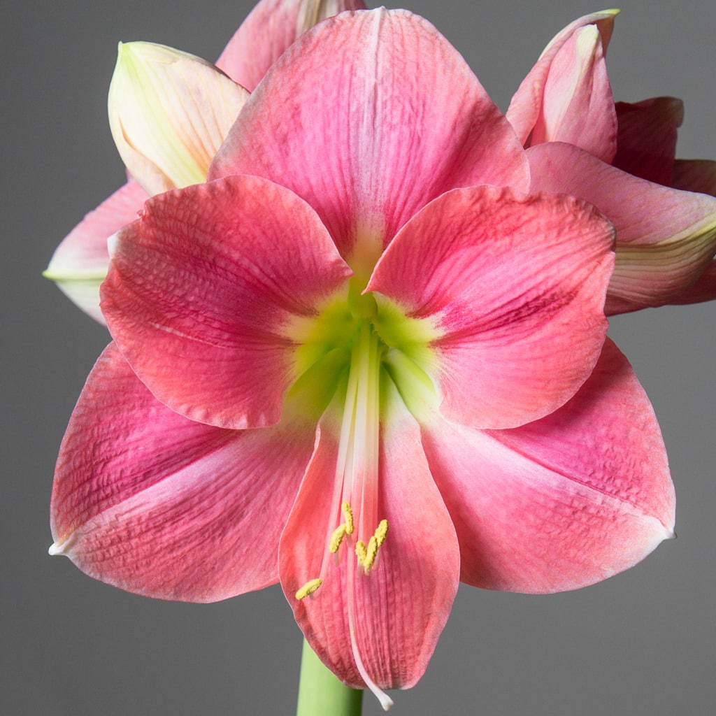 Rosalie Amaryllis Bulbs Colorblends