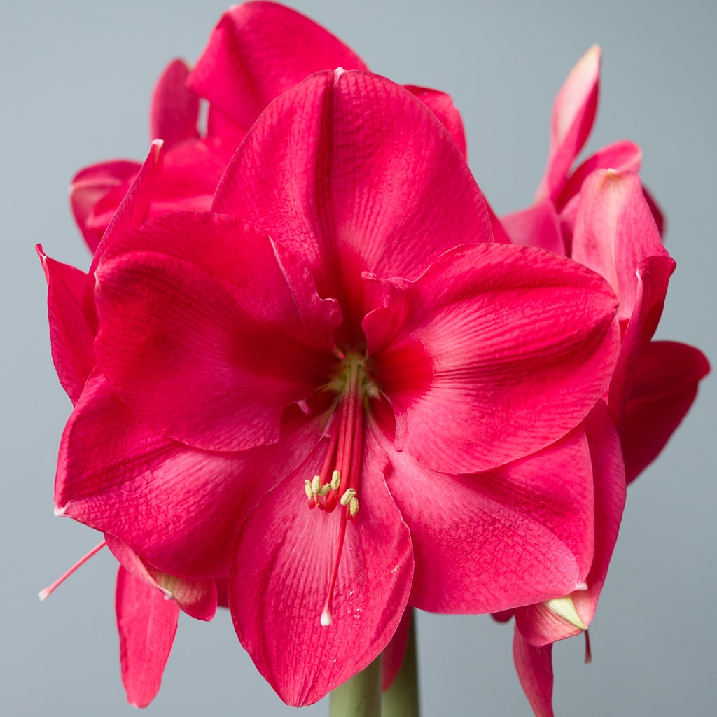 Lagoon Amaryllis Bulbs Colorblends