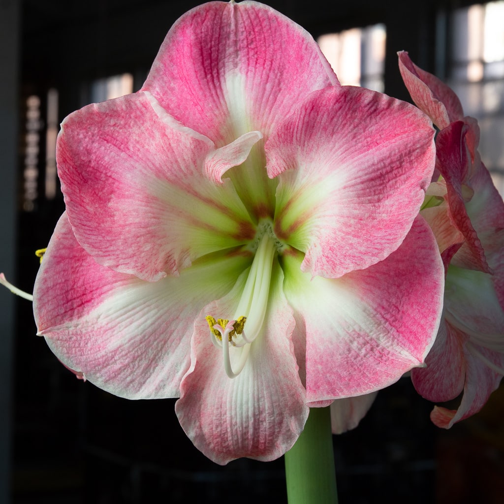 Caprice Amaryllis Bulbs Colorblends