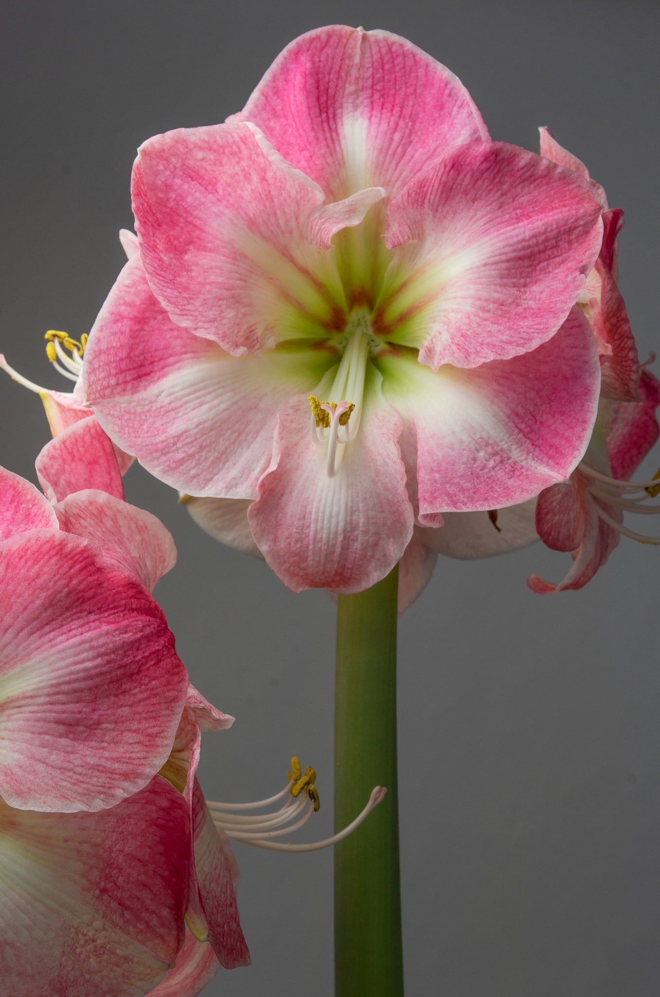 Amaryllisページ Amaryllis in Silver Glitter – Amaryllis & Caladium Bulb Company