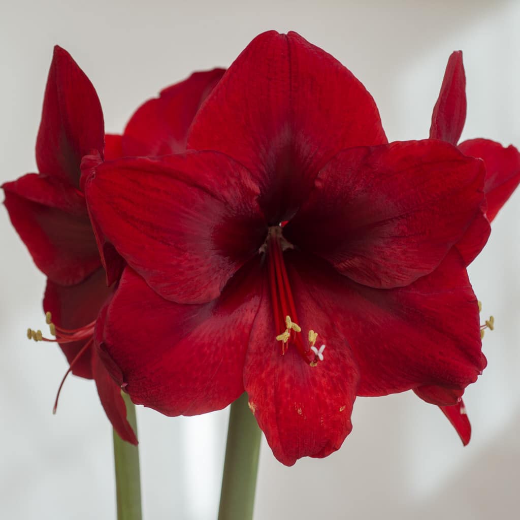 Grand Diva Amaryllis Bulbs Colorblends