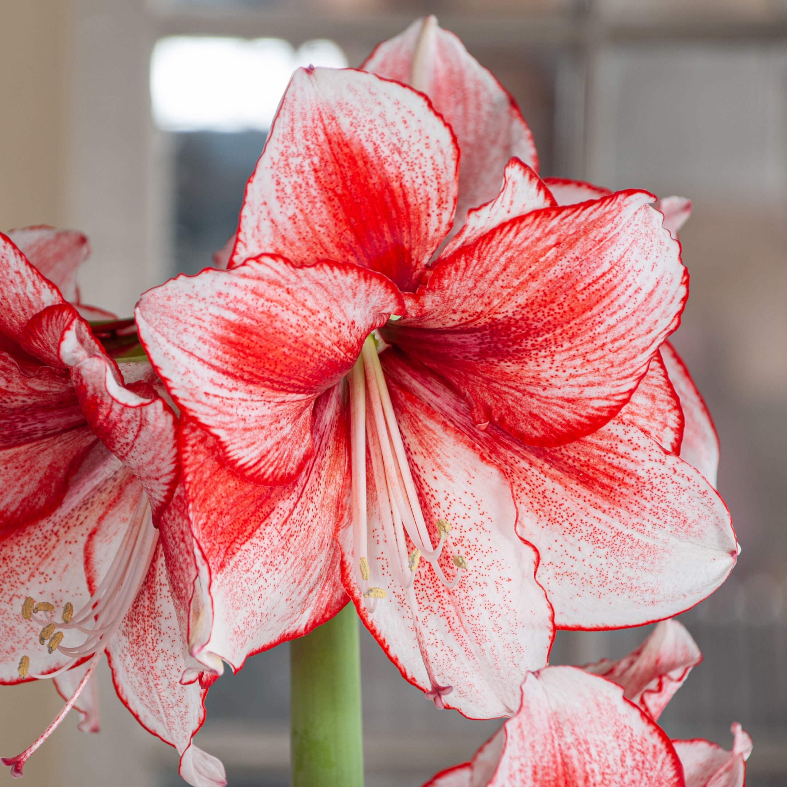 amaryllis コンピ Stardust Amaryllis Bulbs | Always Wholesale Pricing | Colorblends®