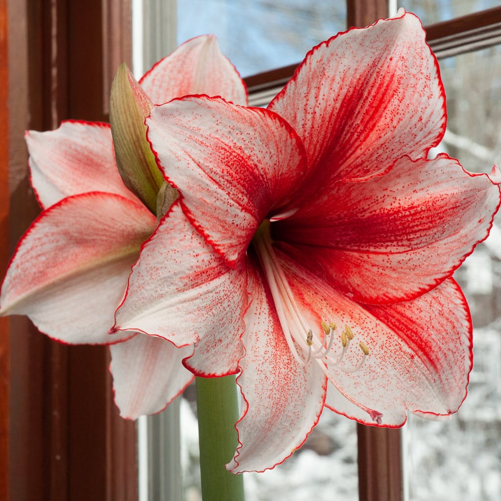 Stardust Amaryllis Bulbs Colorblends