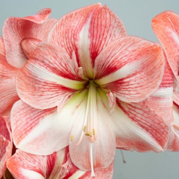 White hippeastrum flowers with red striping, Strong King Amaryllis from Colorblends.