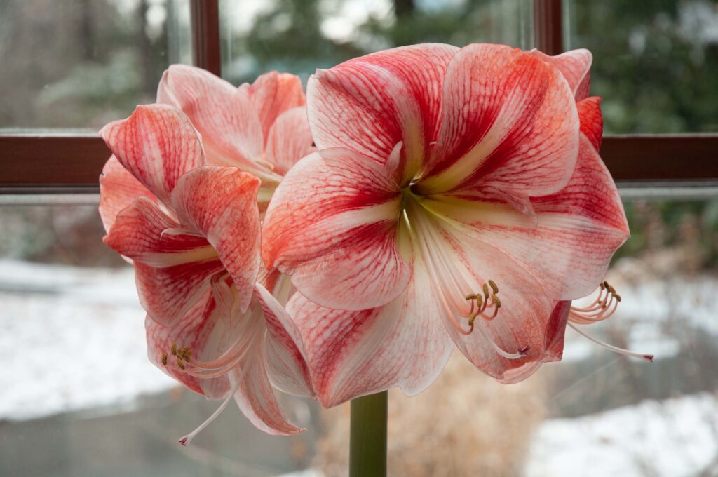 White hippeastrum flowers with red striping, Strong King Amaryllis from Colorblends.