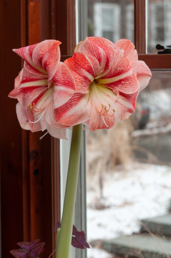 White hippeastrum flowers with red striping, Strong King Amaryllis from Colorblends.