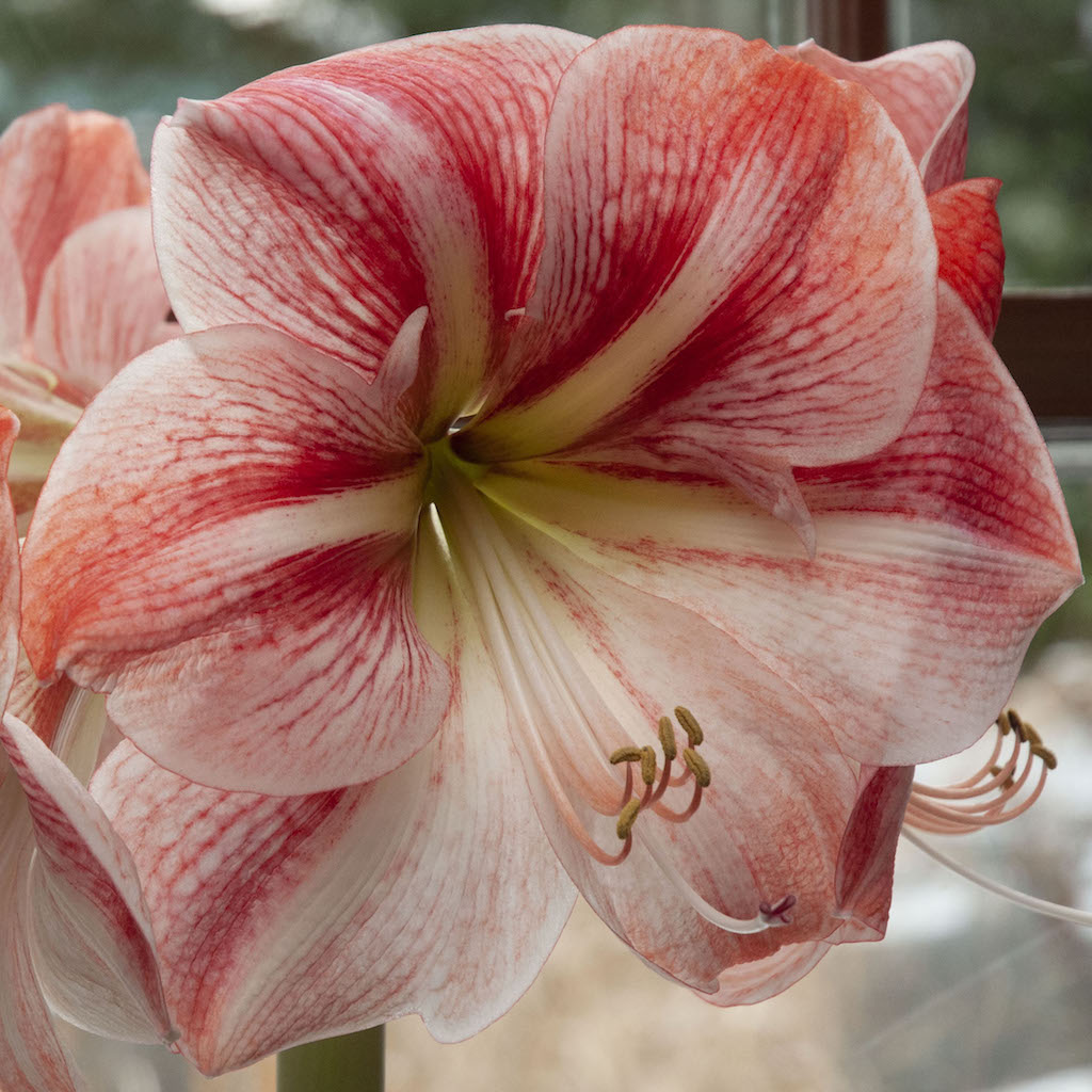 Winter Delight Amaryllis Bulbs Colorblends