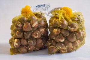 yellow mesh bags of tulip bulbs