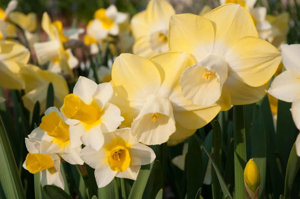 Funhouse™ Daffodil Blend | Always Wholesale Pricing | Colorblends®