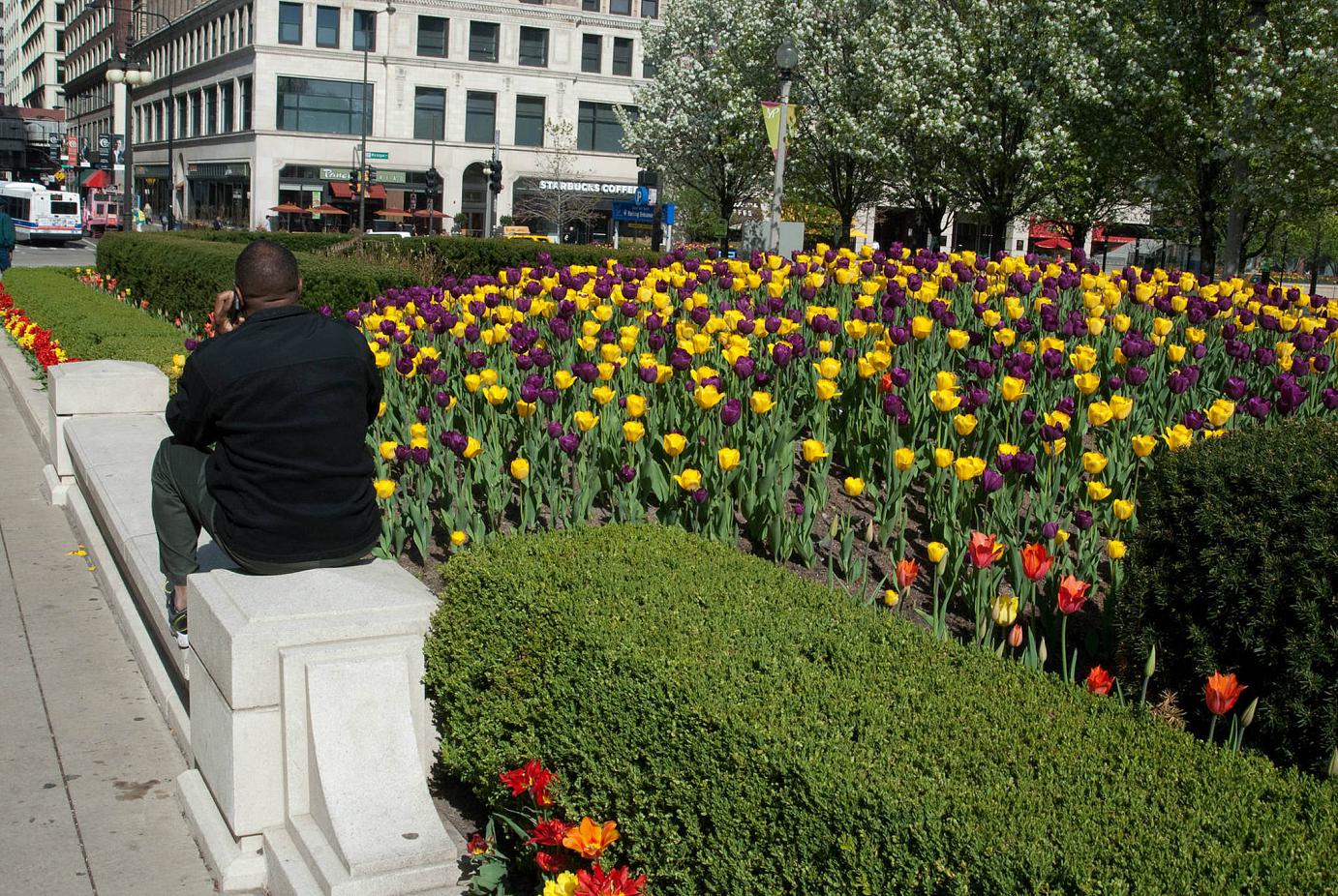 The Royals tulip blend