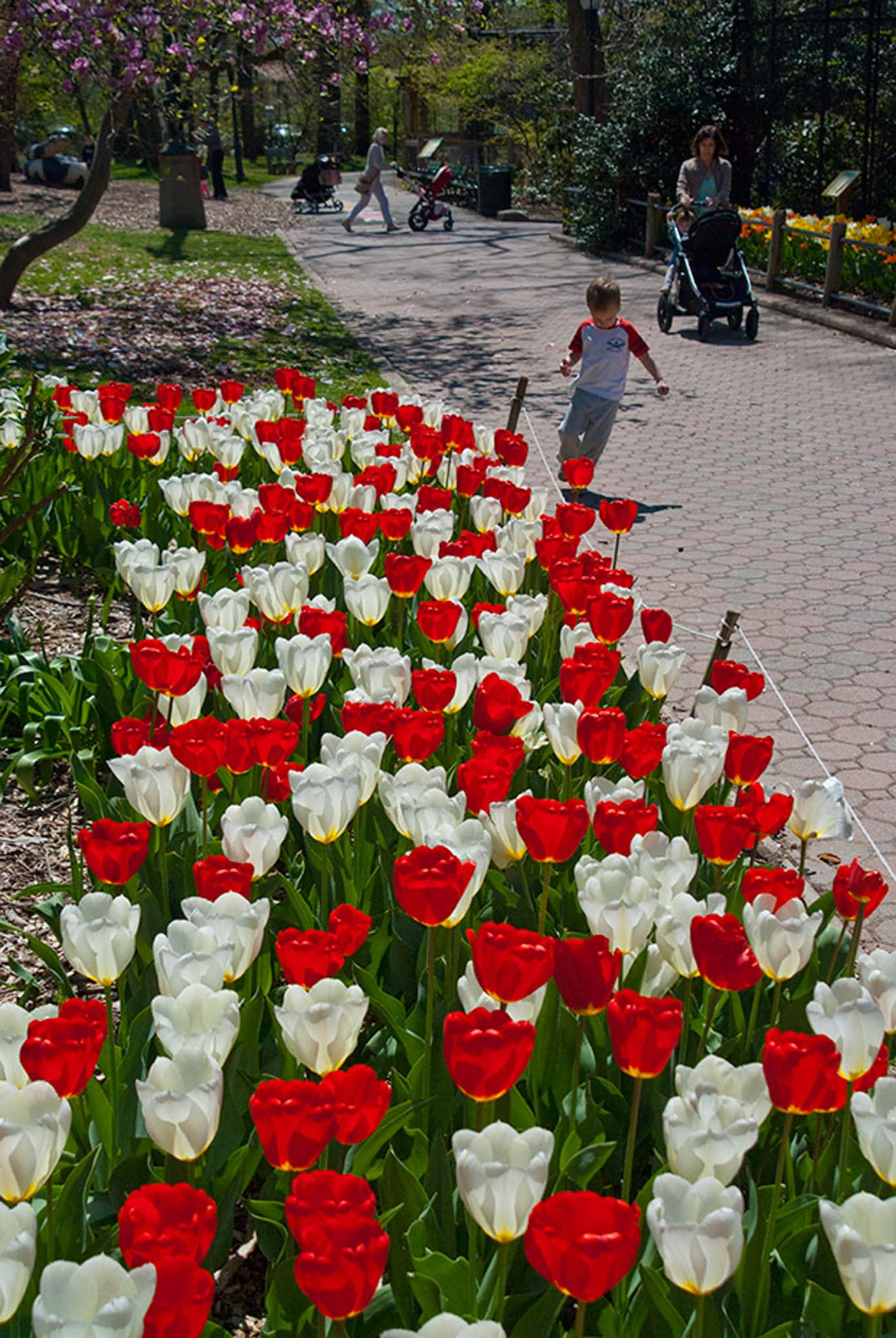 White Hot tulip blend