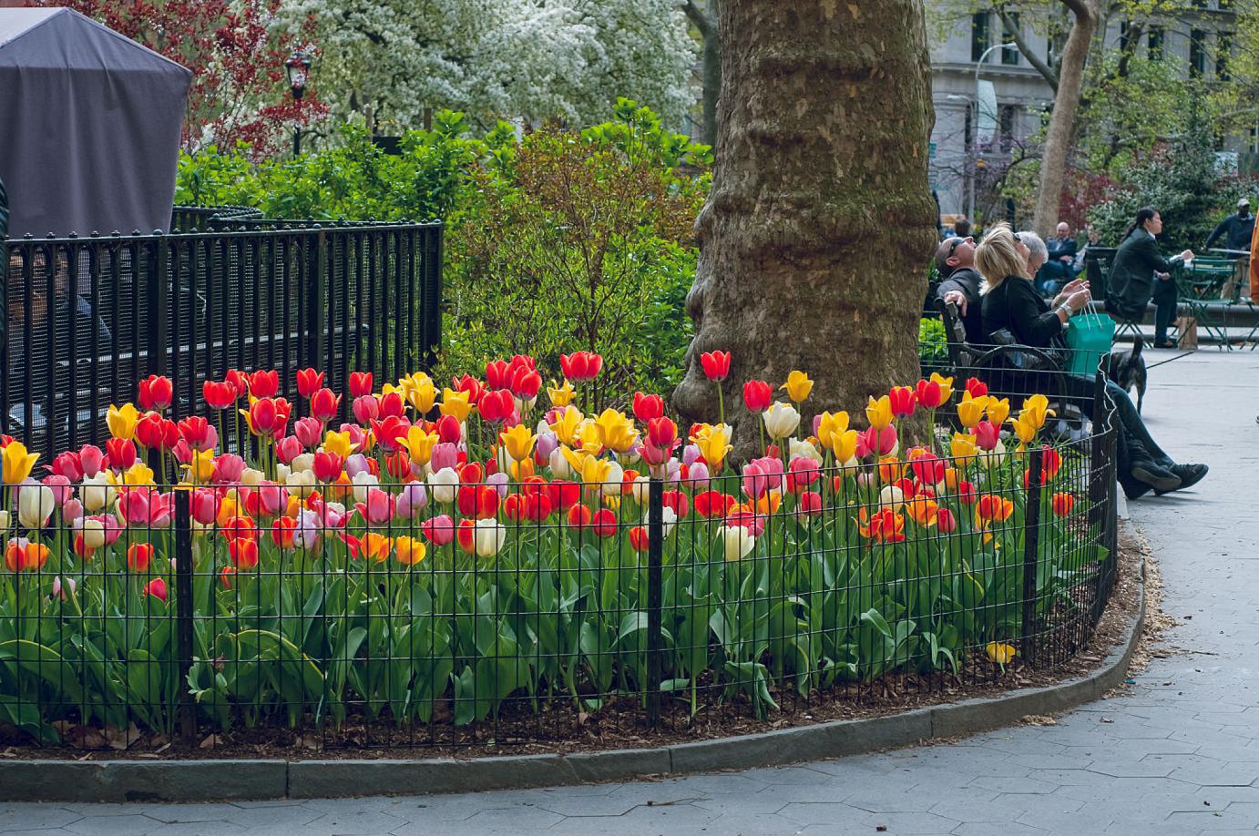 A bed of eight Darwin Hybrid tulips in reds, yellows, pinks, oranges, and whites in an urban park, Big Ups® Tulip Blend from Colorblends