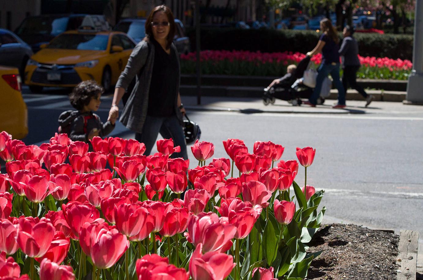 Best Pink tulips