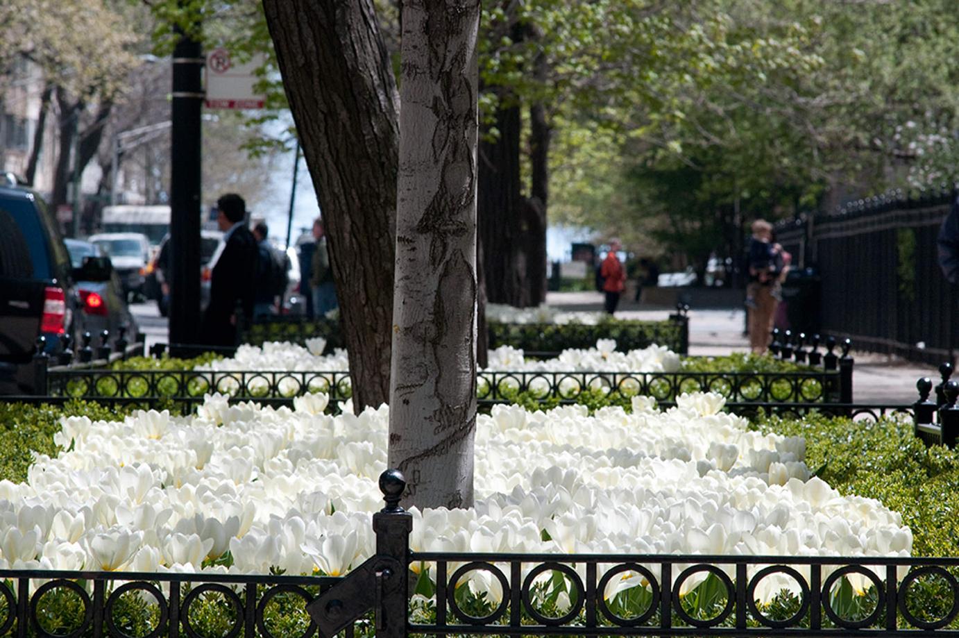 Best White tulips