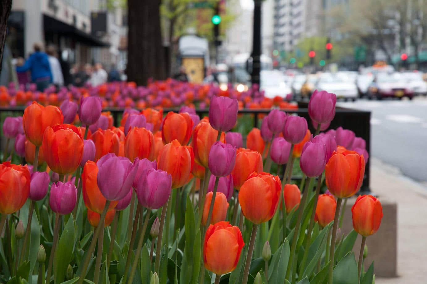 Jacques and Jill tulip blend