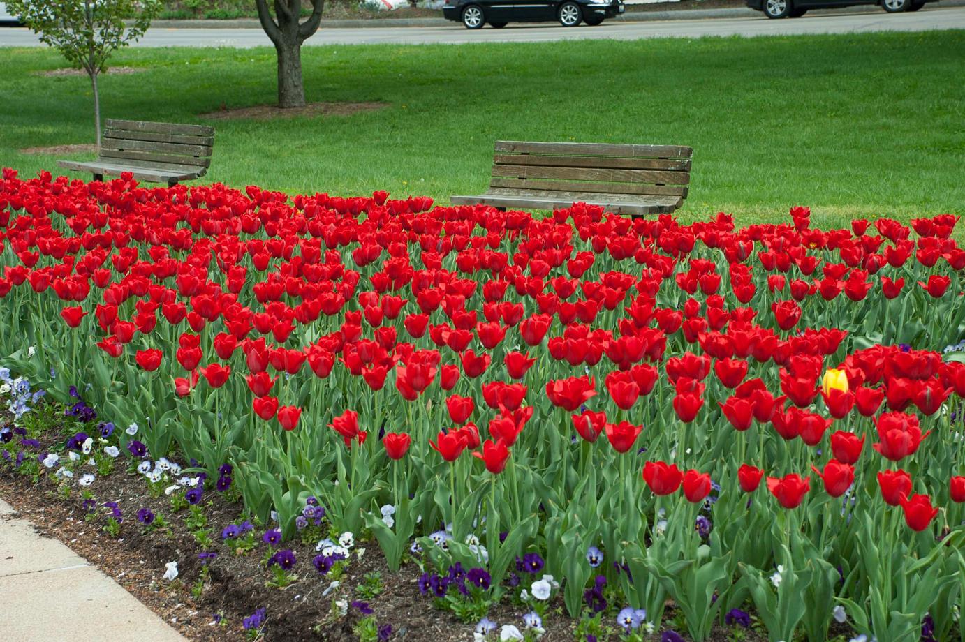 Kingsblood tulips