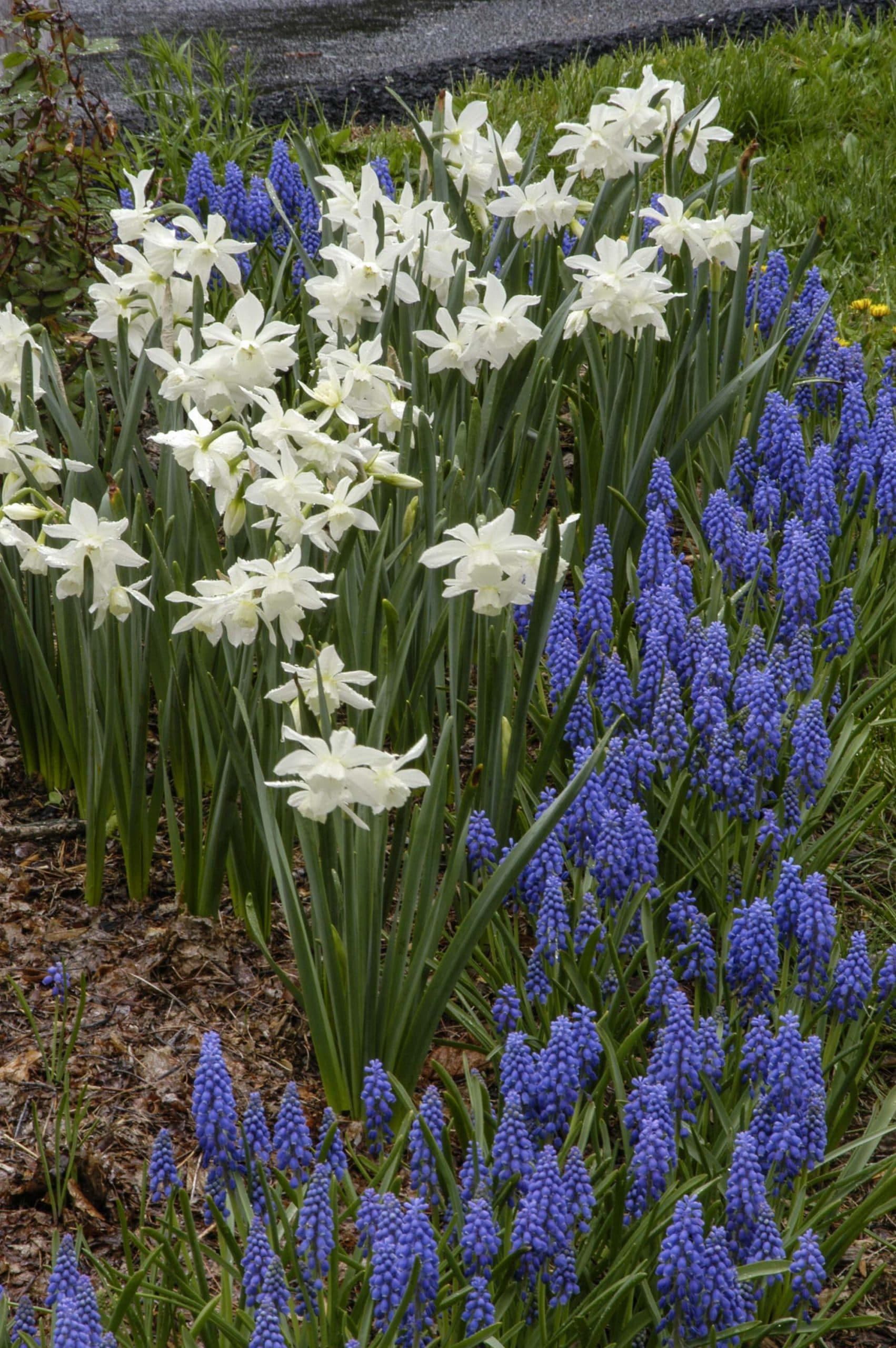 Daffodil Thalia with Grape Hyacinths