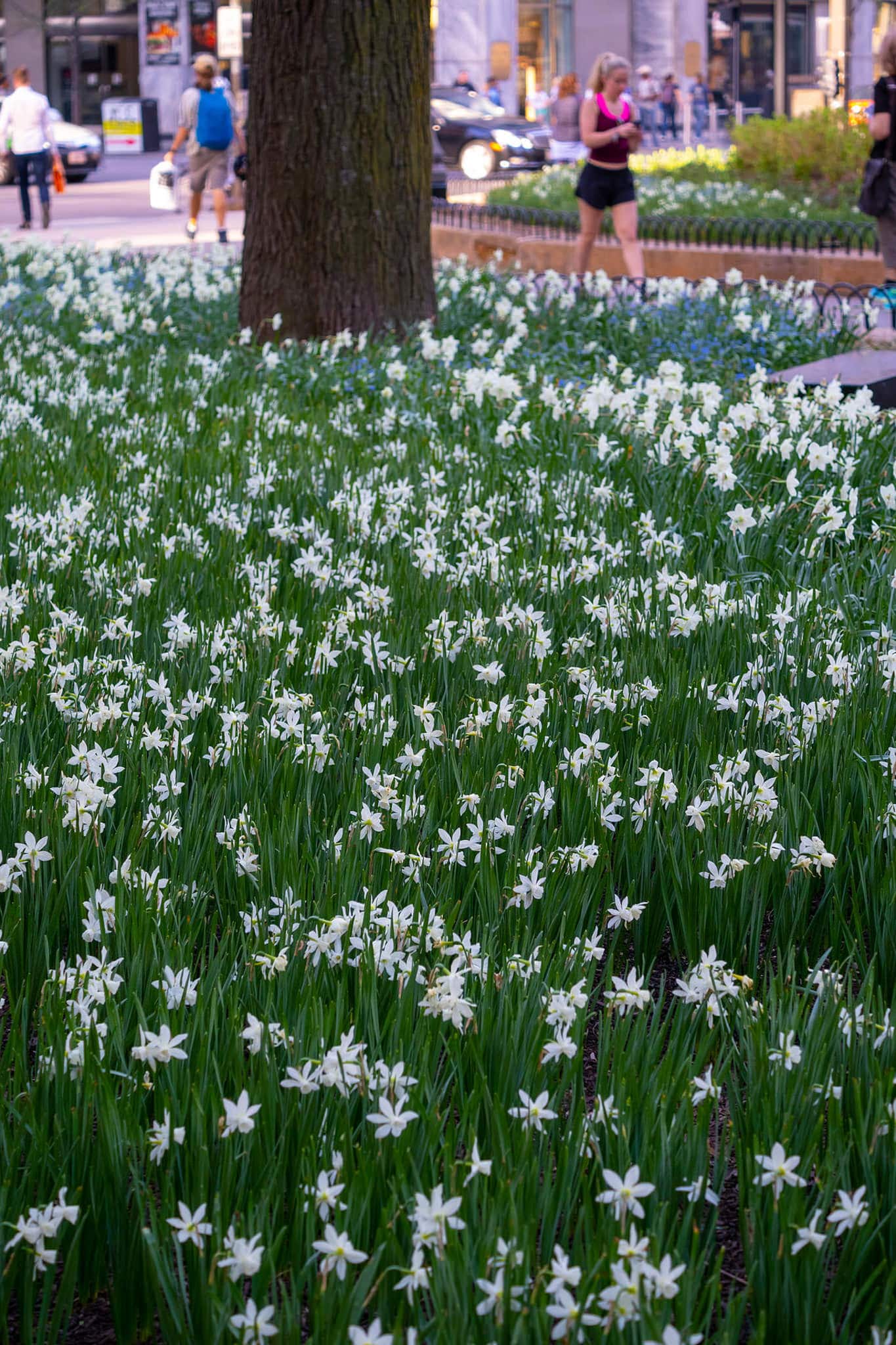 A bed of white triandrus daffodils around a tree in an urban park, Daffodil Thalia from Colorblends.