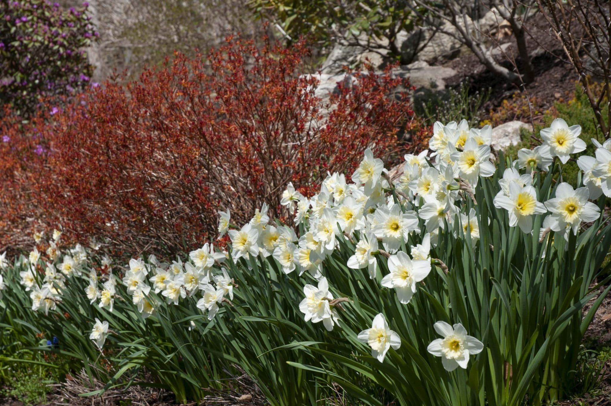 Silvery white daffodils with large lemon cups, Daffodil Ice Follies from Colorblends, blooming next to a rust colored Spiraea x bumalda Gold Flame.