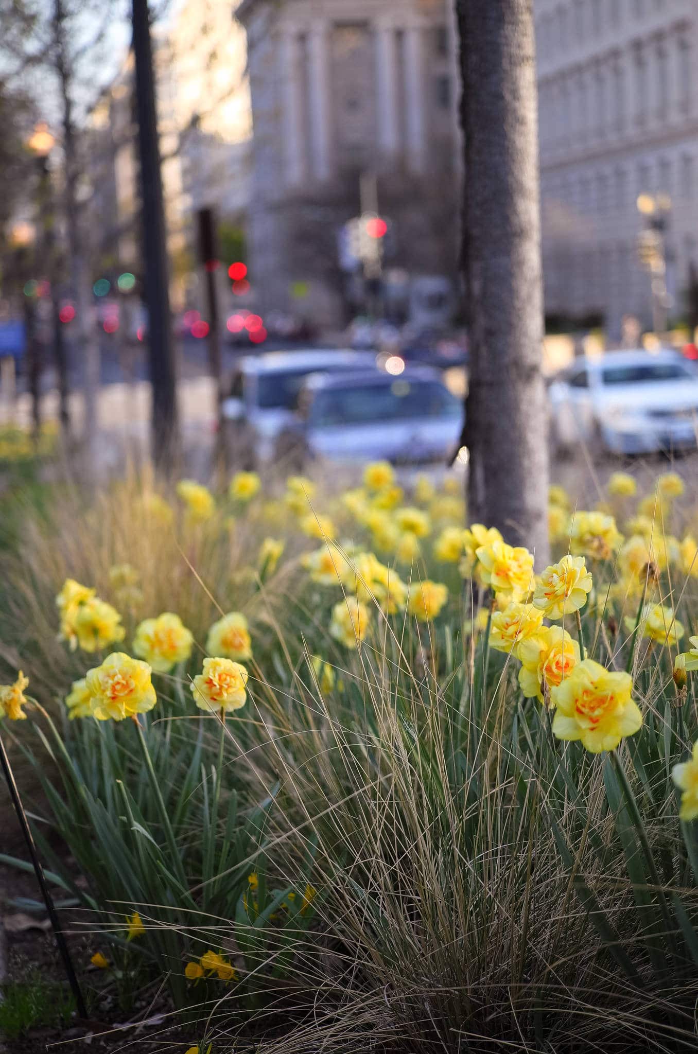 Tahiti daffodils