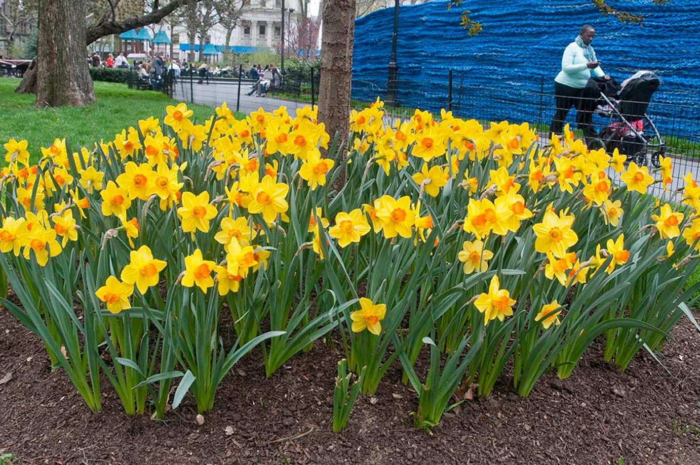 A bed of yellow daffodils with orange cups, Daffodil Brackenhurst from Colorblends.