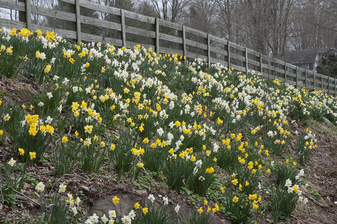 Hillside Planting | Spring Loaded daffodil blend