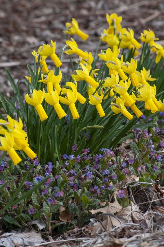 Daffodil Rapture with lungwort (Pulmonaria)