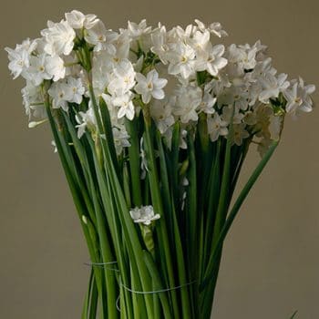 Colorblends Wholesale Flower Bulbs / Tulips and Daffodils